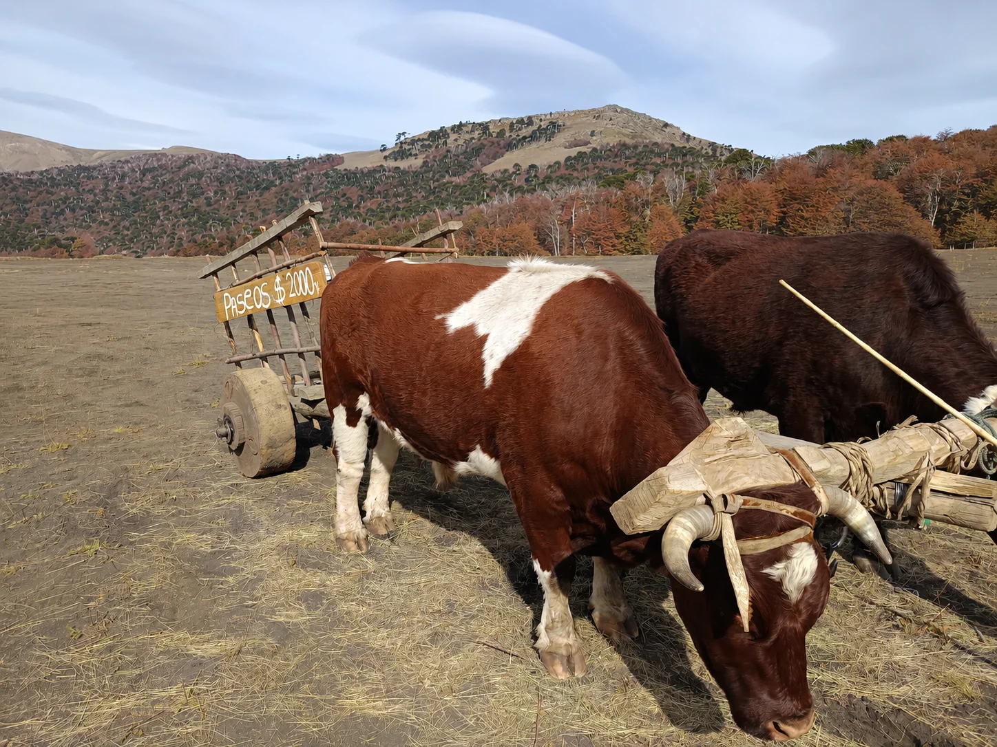 Carreta tradicional con bueyes en paisaje cordillerano