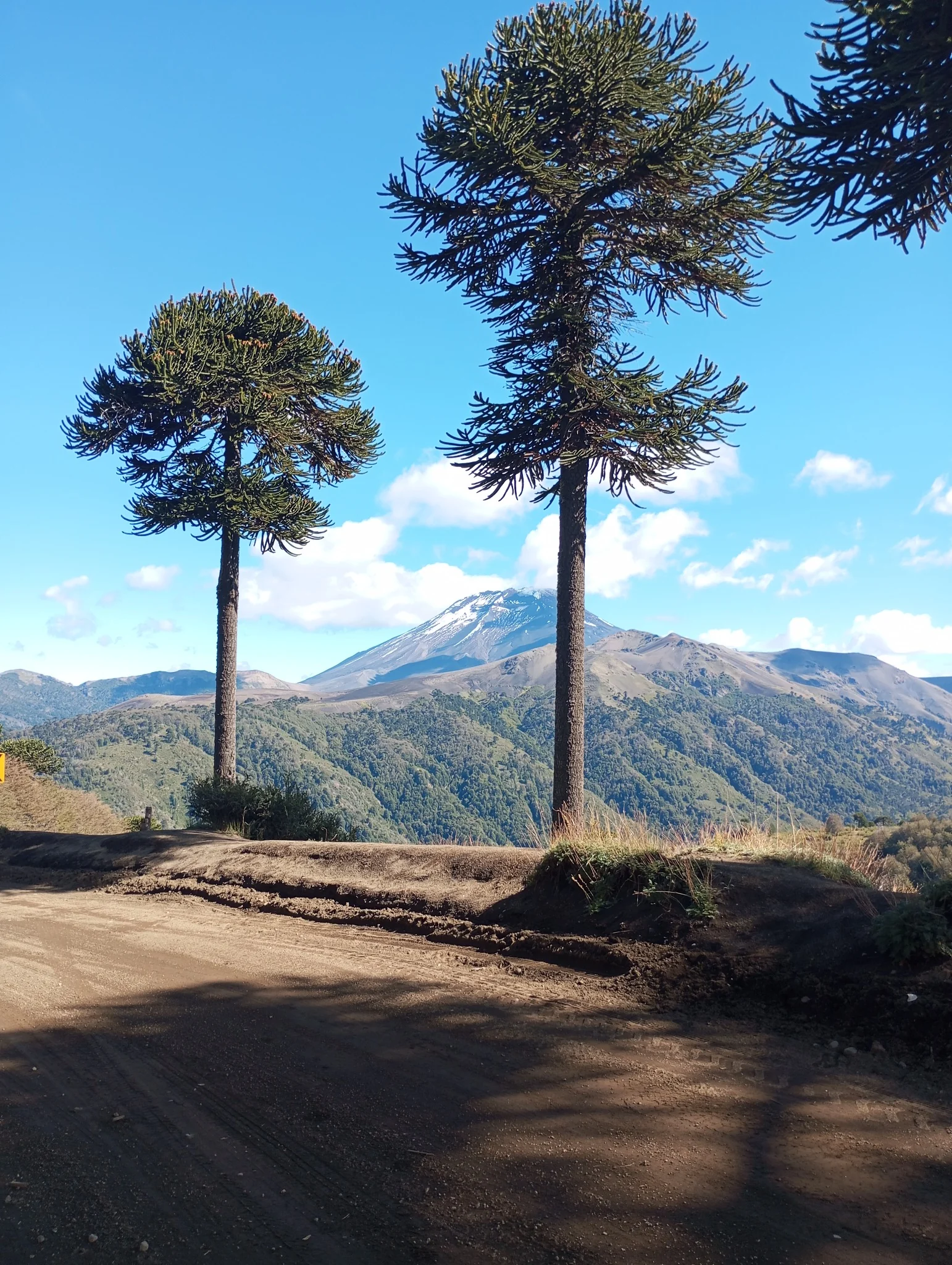 Araucarias con volcán al fondo en La Araucanía